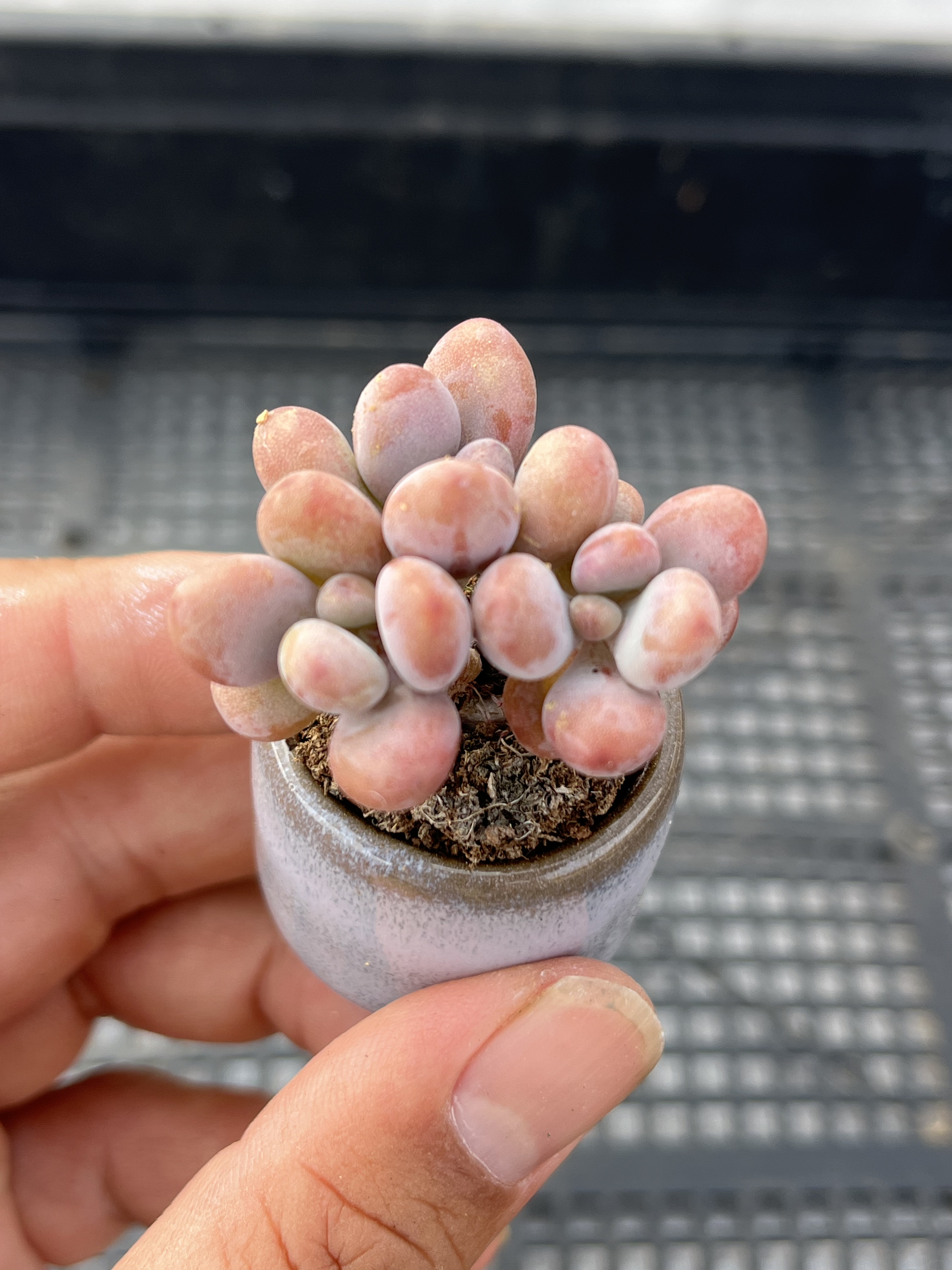 丸叶桃蛋  多肉植物一物一拍18包邮J18