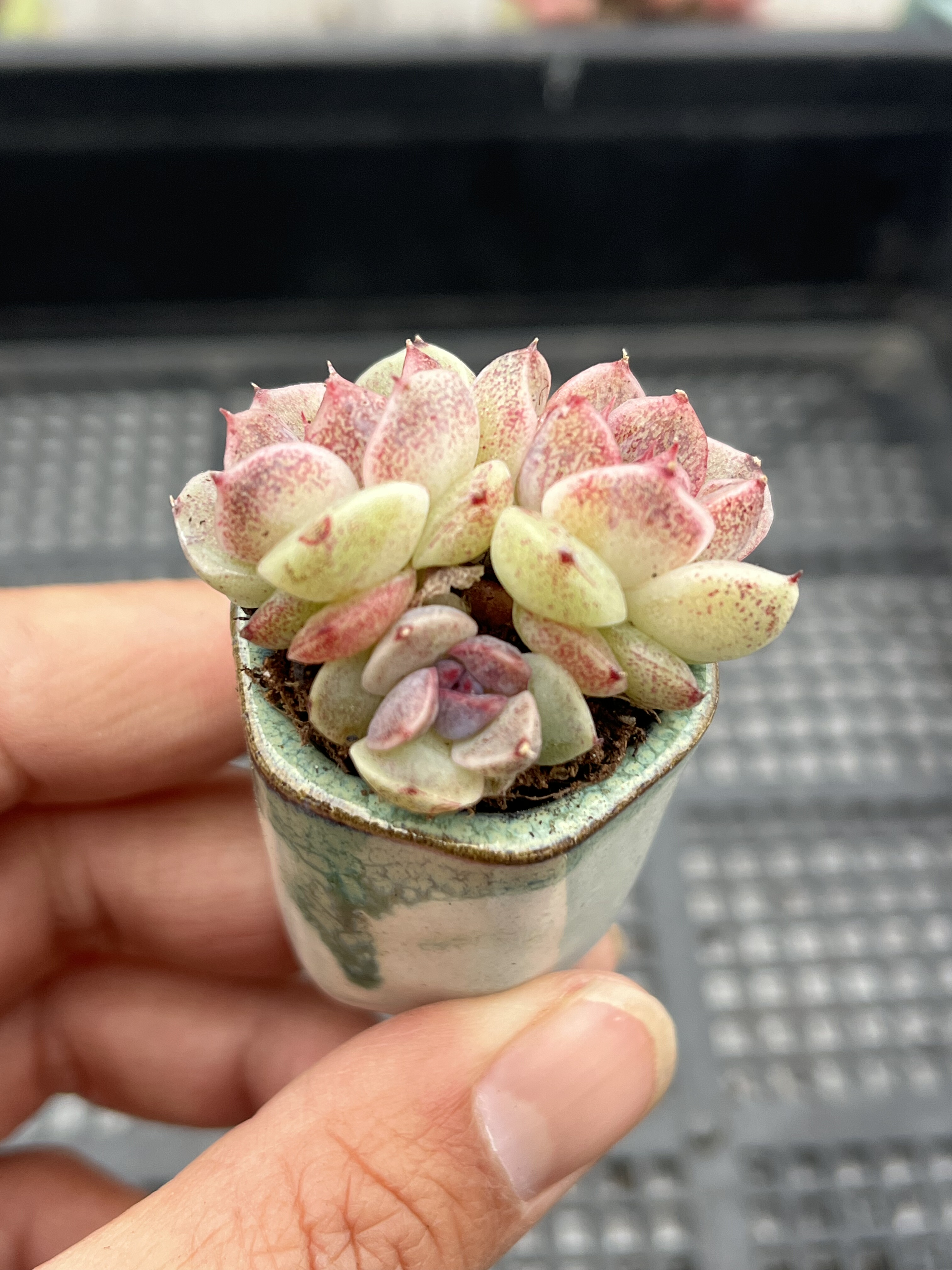 赤水晶  多肉植物一物一拍18包邮Y18,鲜花速递/花卉仿真/绿植园艺,多肉植物,淘宝优惠券,粉丝福利购,淘宝优惠卷