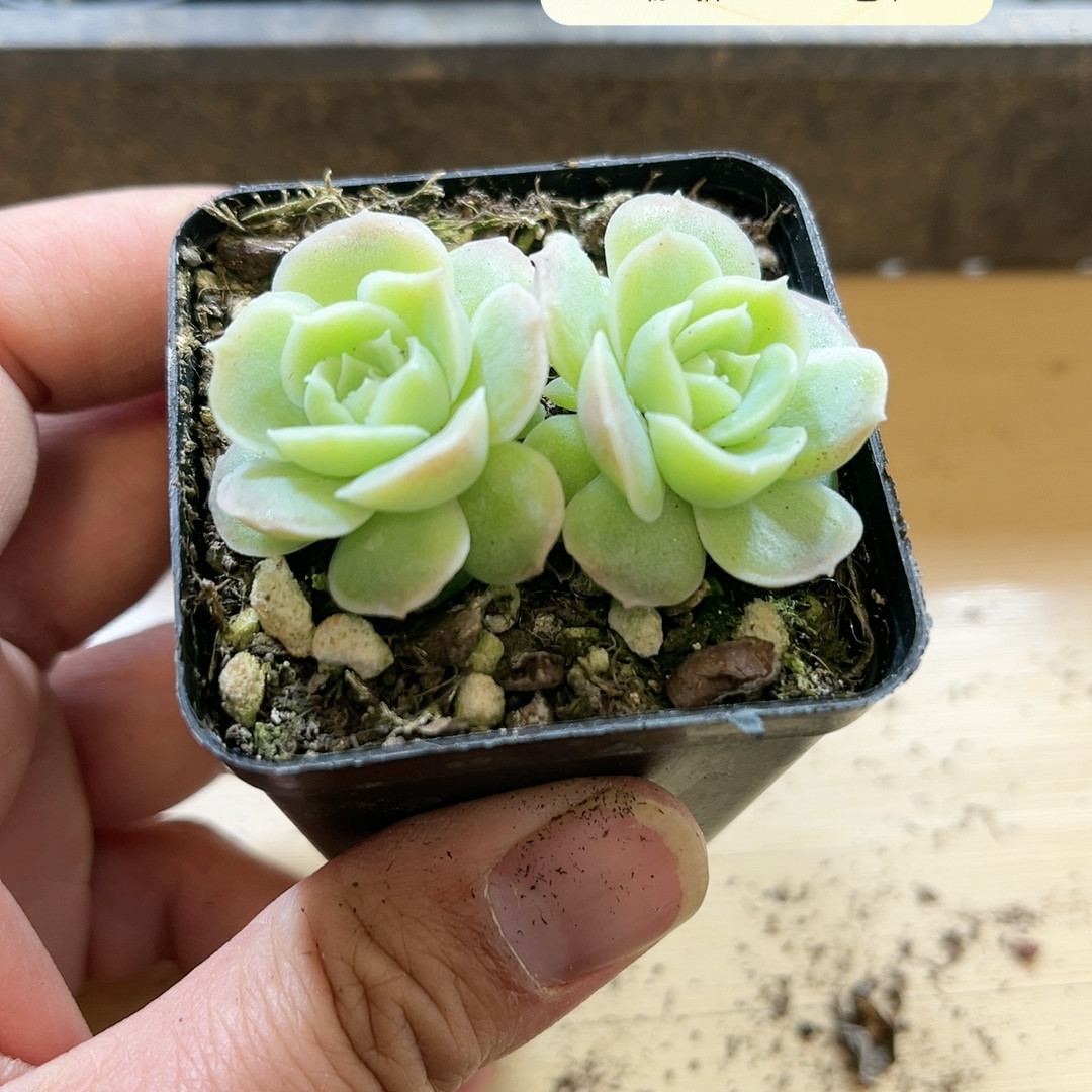 虾饺,鲜花速递/花卉仿真/绿植园艺,多肉植物,淘宝优惠券,粉丝福利购,淘宝优惠卷