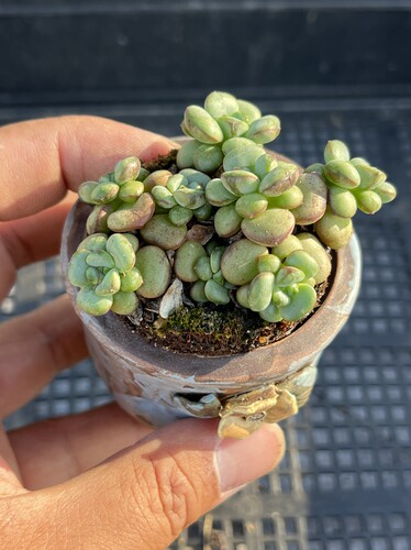 丸叶葡萄  多肉植物一物一拍18包邮J22