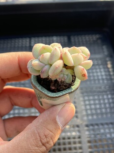 E25 包邮 多肉植物一物一拍18 梦幻泡影