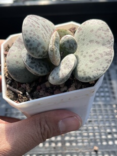 E25 包邮 多肉植物一物一拍18 花旦水泡