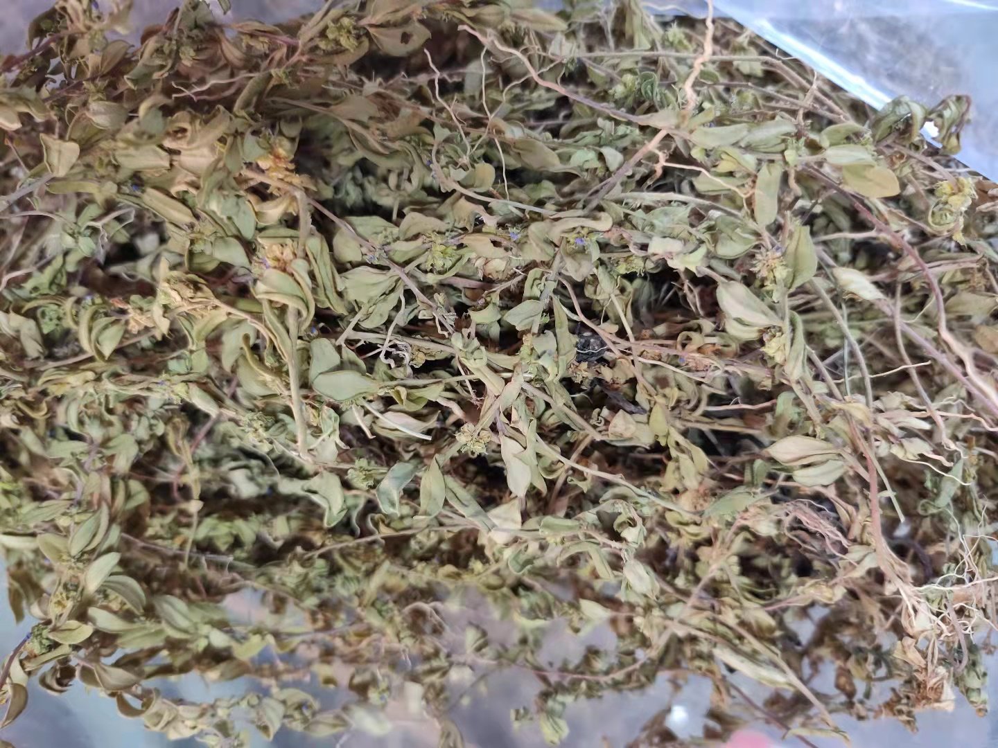 野生草药小金牛 小金牛草 细金牛草 七寸金矮小植物金牛全草干品