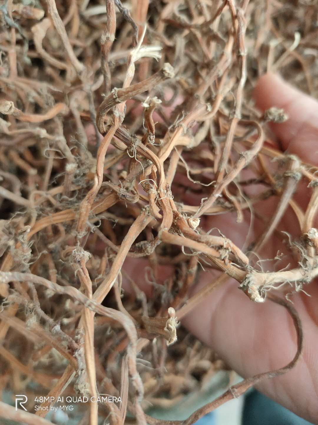 野生鱼腥草生晒鱼腥草根根茎1000克足干无硫无处理