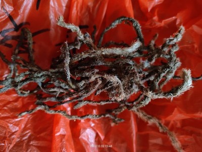 大山中草药材白毛蛇 草石蚕 石蚕 石奇蛇 石祁蛇 干品无提取500克