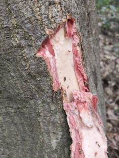 观赏用相思树 绿化植物相思树苗 洋桂花 根皮树皮识物用