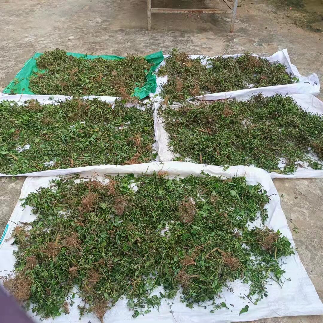 广西野生植物草狗仔花 狗崽花 咸虾花 山草药无硫可食用 500克