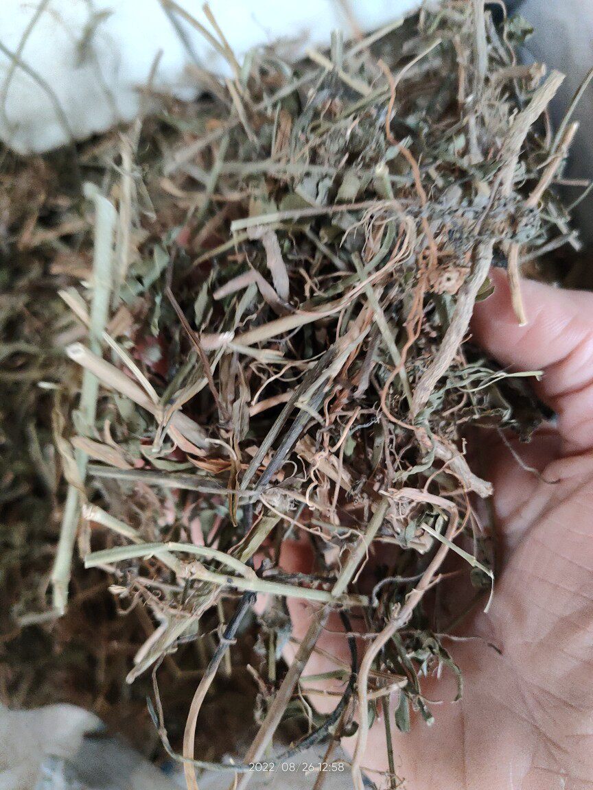 正品中草药水杨柳 细杨柳 水柳仔 水麻 无提取干品