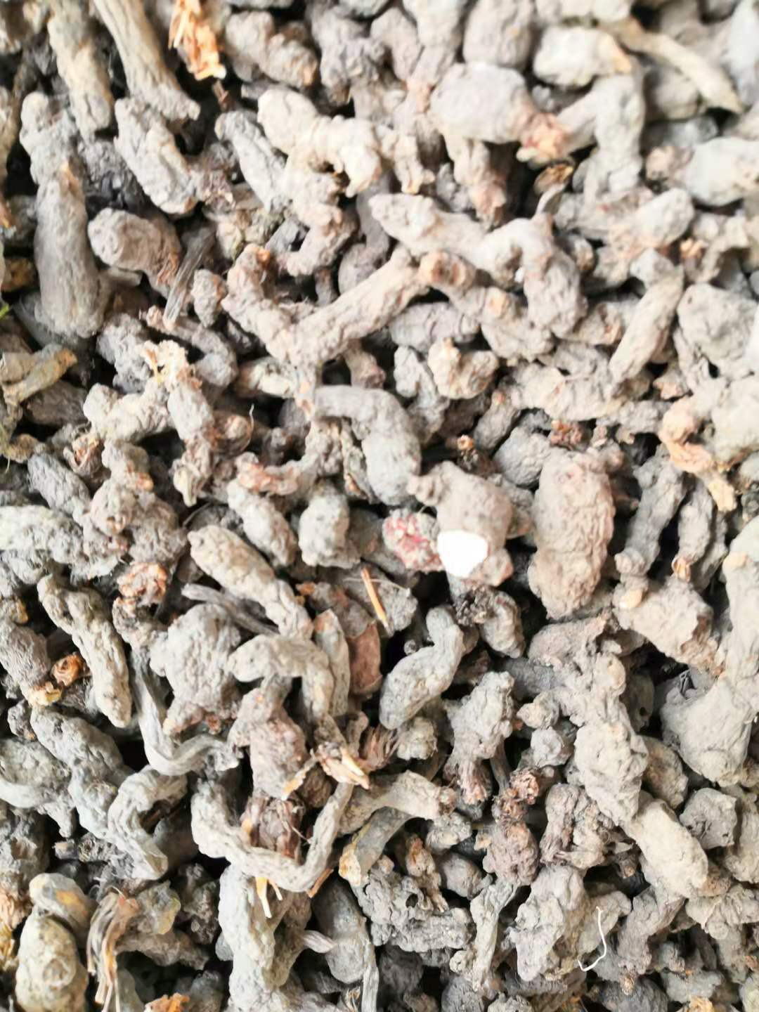 深山草药 天葵子 千年老鼠屎 紫背天葵 天葵根无硫干品可打粉