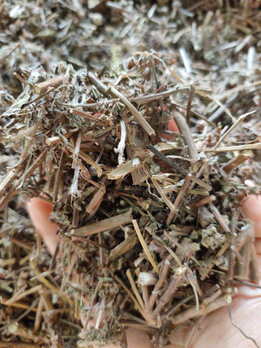 野生九层塔 罗勒 干品全草切断晒干