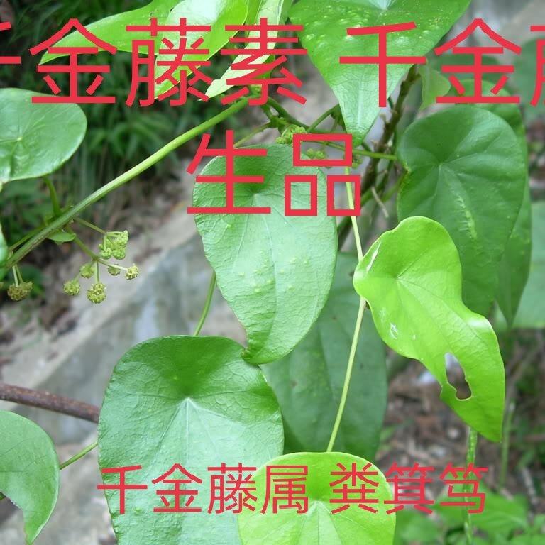 正品千金藤 粪箕笃 小青藤 千金藤素 生品现采的藤500克多省包邮