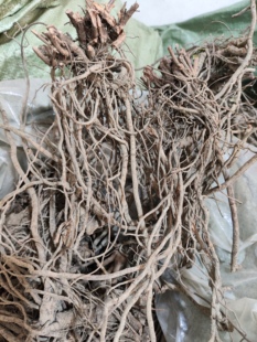 正品药材白花皂药 白花丹根 白花九股牛 火灵丹 白花铁罗伞整条根