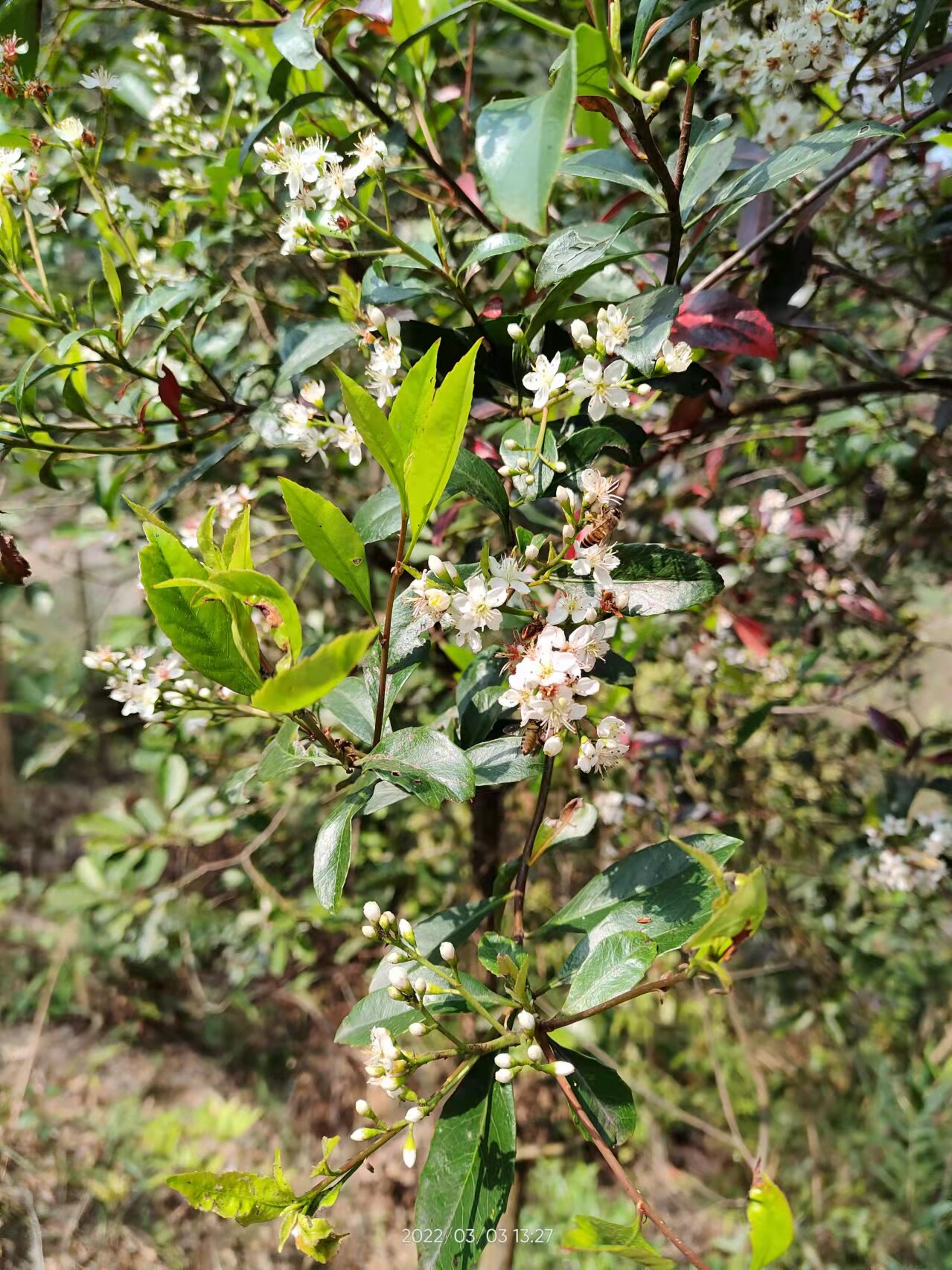 广西大山中药材石斑木 春花报春花雷公树 白杏花 现采枝叶另有根