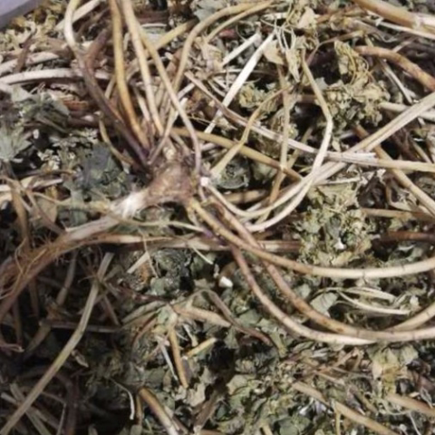 干品大山猫眼草 猫儿眼 打碗花 打碗棵 打盆打碗    干草药无提取