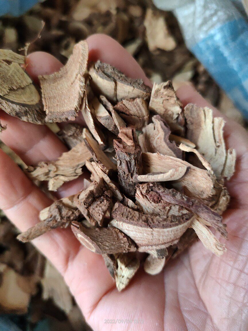 中药材把守天门 艾麻草 不可摸 圆齿艾麻 天下无敌手 干品根