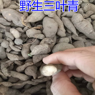 野生三叶青 金线吊葫芦 三叶崖爬藤 丝线吊金钟 三叶扁藤 石老鼠
