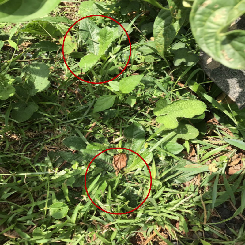 新鲜现挖白花地胆头 地胆草 苦地胆 地斩草 煲汤靓料 地胆头全草