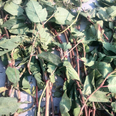 无硫广西火炭母炭藤痔疮