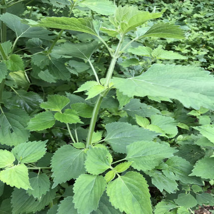 大山草药防风草 鱼针草 抹药 抹草新鲜现采500g 包邮