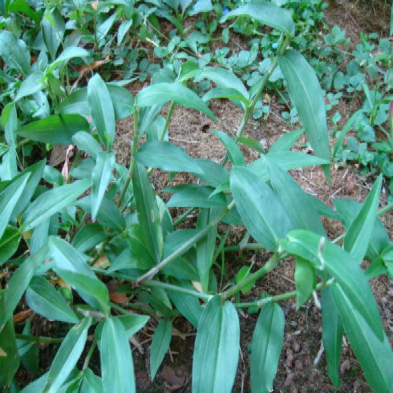 广西野生鸭拓草竹篙草麦粒肿