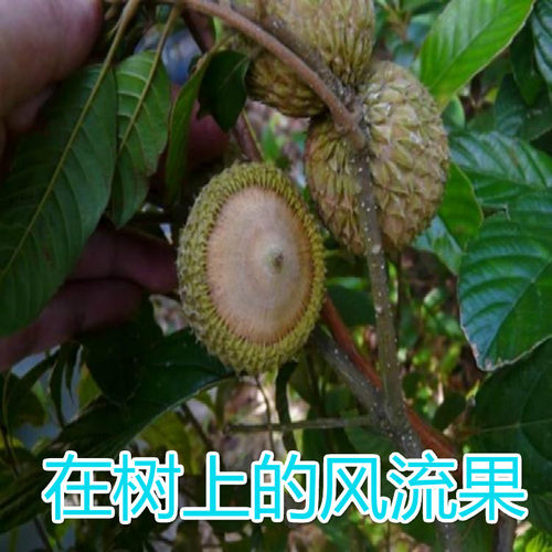 大山野生风流果 龟头果 益子掉藤果厚鳞柯1000克包邮