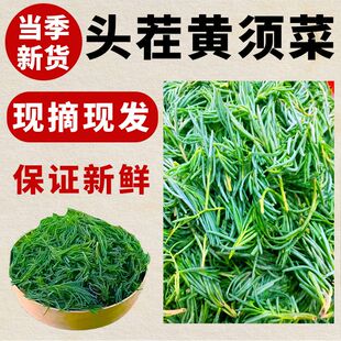潍坊盐碱地野菜碱蓬菜黄须菜黄西菜海英菜黄席菜皇席菜2026年新菜