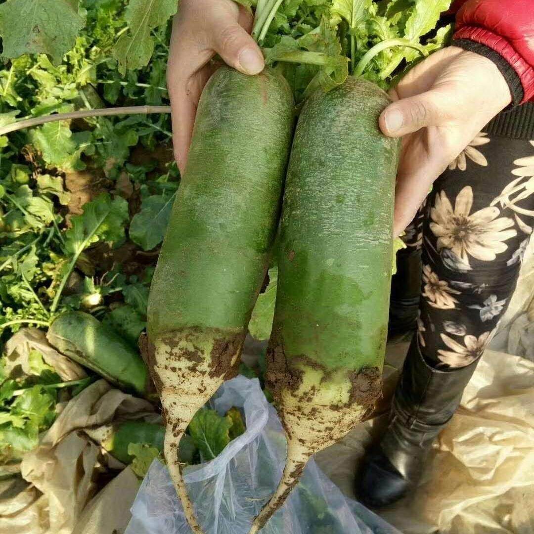 潍坊水果萝卜七星萝卜潍坊青萝卜新鲜脆甜瓜茬萝卜沙窝萝卜礼盒装