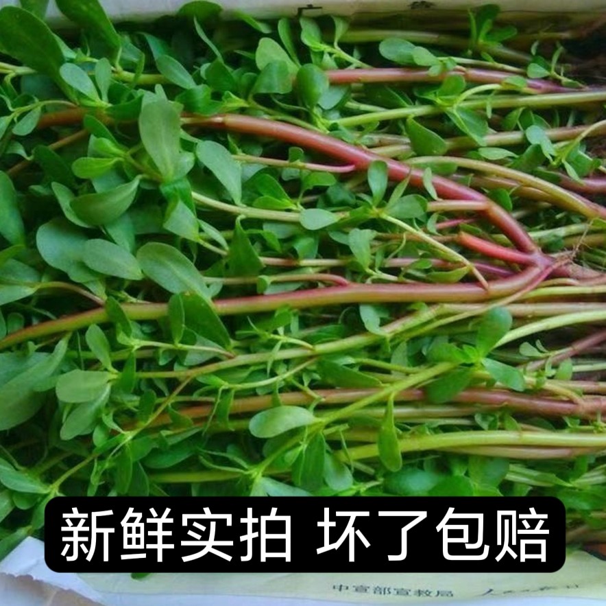 马齿苋新鲜野菜马齿菜马蜂菜马苋甜瓜