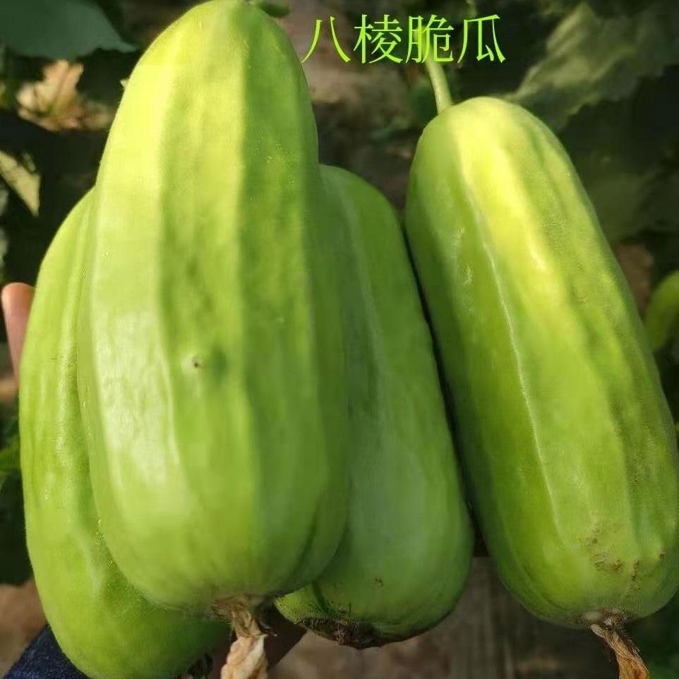 山东潍坊脆瓜烧瓜菜瓜青瓜八棱脆瓜黄河脆瓜老品种瓜顺丰京东包邮