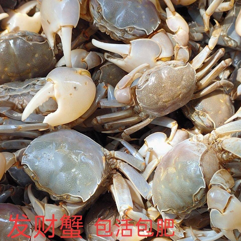 山东潍坊羊口特产野生嘟噜子发财蟹生腌海蟹活腌醉蟹白玉蟹毛蟹