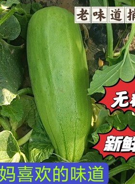 新鲜潍坊山东水果脆瓜烧瓜捎瓜