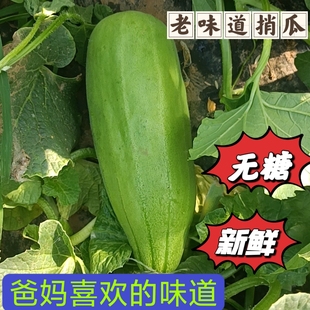 山东潍坊特产烧瓜捎瓜菜瓜青云脆瓜不甜脆瓜一窝猴脆瓜老年人水果