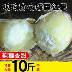 【超低价】白心红薯新鲜板栗薯老品种白肉番薯白瓤粉糯干面山芋
