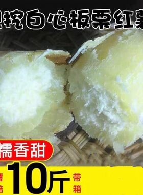 【超低价】白心红薯新鲜板栗薯老品种白肉番薯白瓤粉糯干面山芋