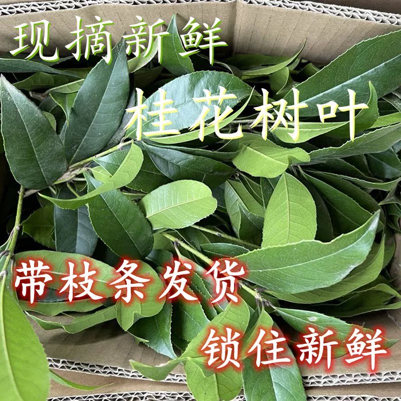 新鲜桂花树叶桂花叶桂花树叶子现摘金桂叶丹桂叶真树叶