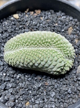 152号实生菊水缀化4.4cm