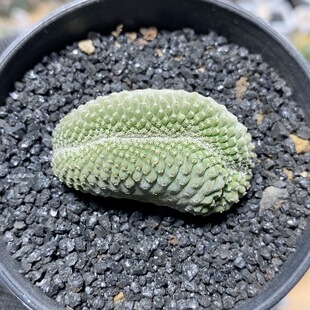 152号实生菊水缀化4.4cm