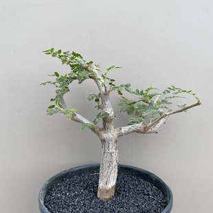 1059号实生滔天橄榄主干1.7cm