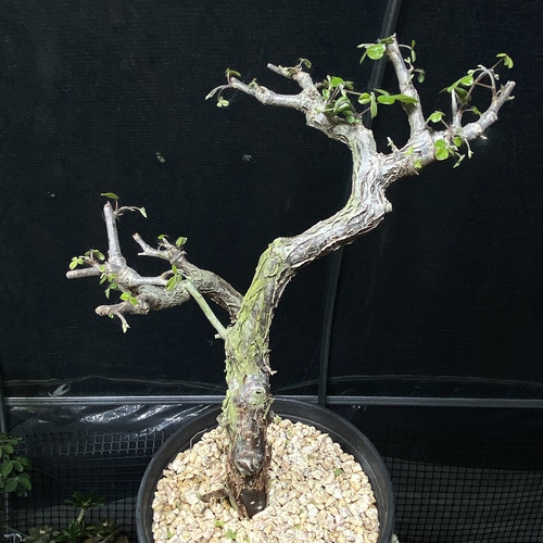 1128号实生奥比克没药橄榄高度28cm