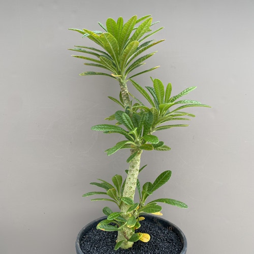 670号老桩巨琉桑高度30cm