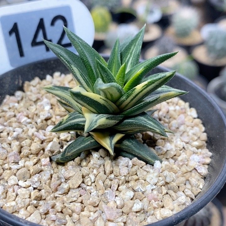 142号象牙塔锦4.5cm