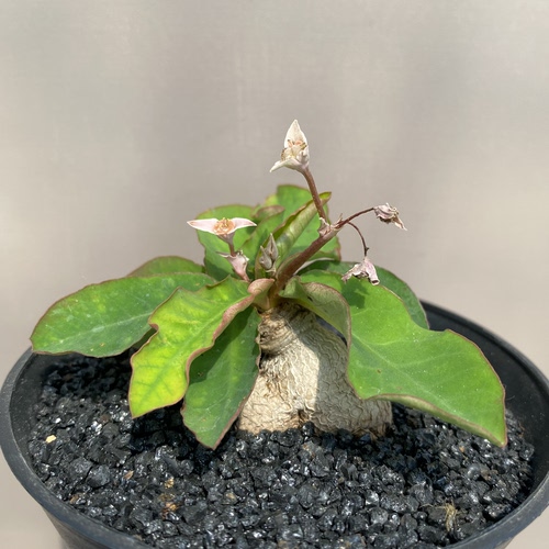 997号实生莫拉提大戟块根3cm