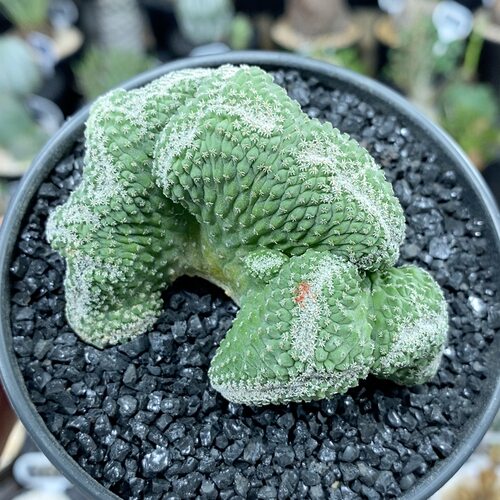 1180号实生菊水缀化7.3cm