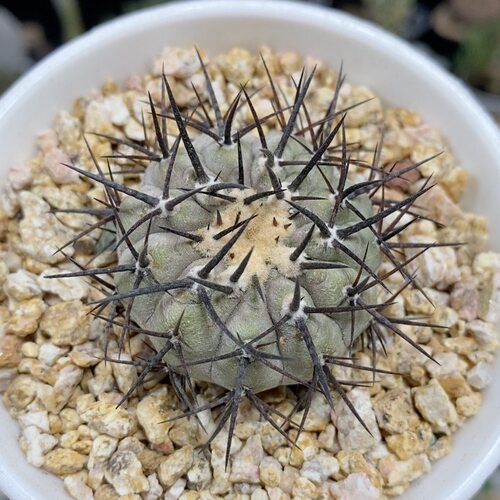 1011号黑王丸一代侧3.7cm