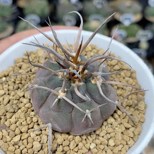 1185号实生守金魔天龙4.5cm