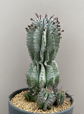 1235号实生白衣魁伟玉冠幅6.6cm高度15cm