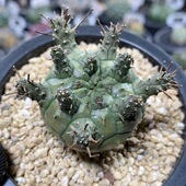 544号实生绿鬼玉大戟主头4cm