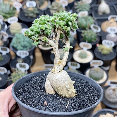 259号实生姬红小松3cm