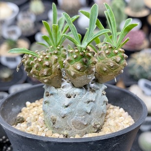 464号实生峨眉山大戟群生3.3cm