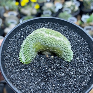 131号实生菊水缀化4.9cm